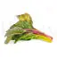 Vegetable beet photo