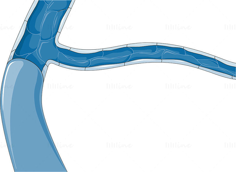 静脉矢量科研绘图