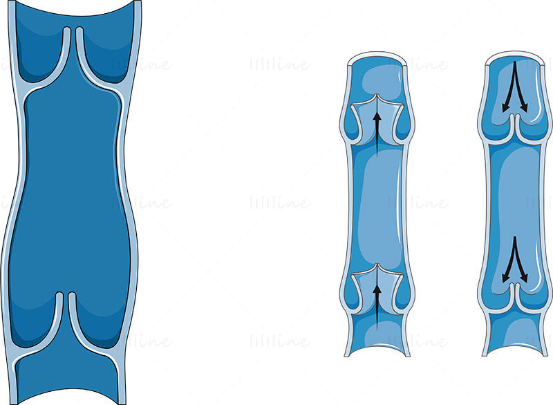 静脉矢量科研绘图