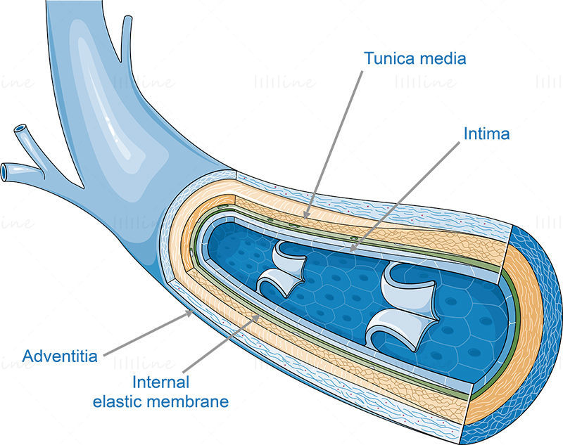 vector de venas