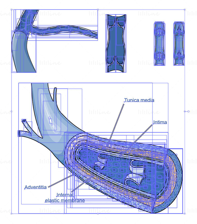 vector de venas