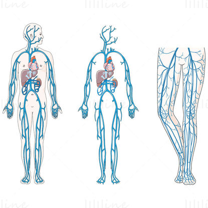 Venous circulation vector