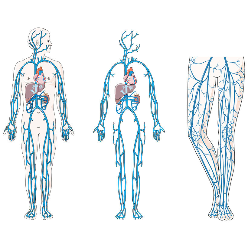 Venous Circulation Vector