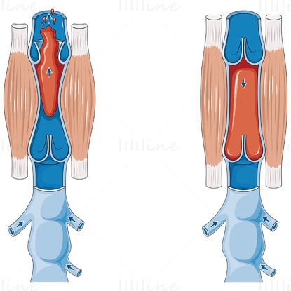 Vector de retorno venoso