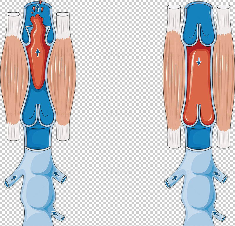 Venous return vector