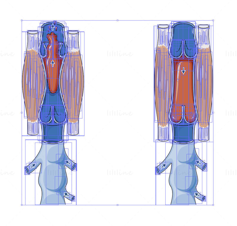 Venous return vector