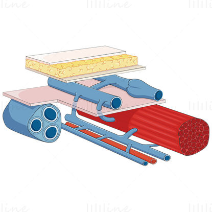 Venous system vector