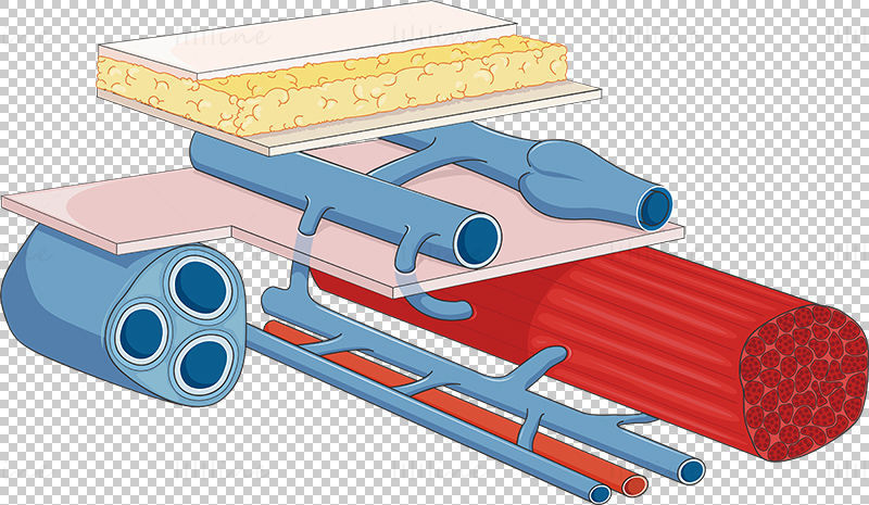 vector del sistema venoso