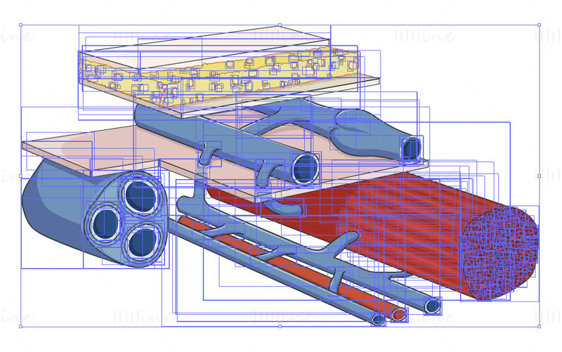 Venous system vector