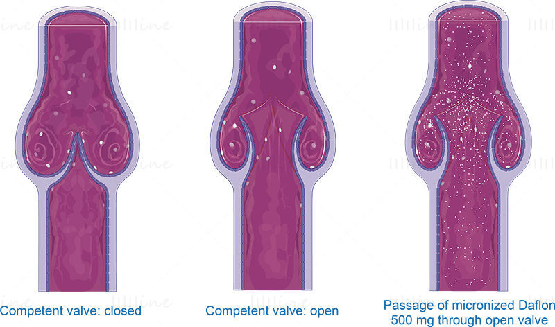 Venous valves vector