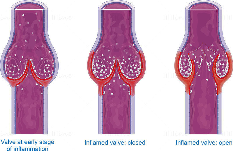 Venous valves vector