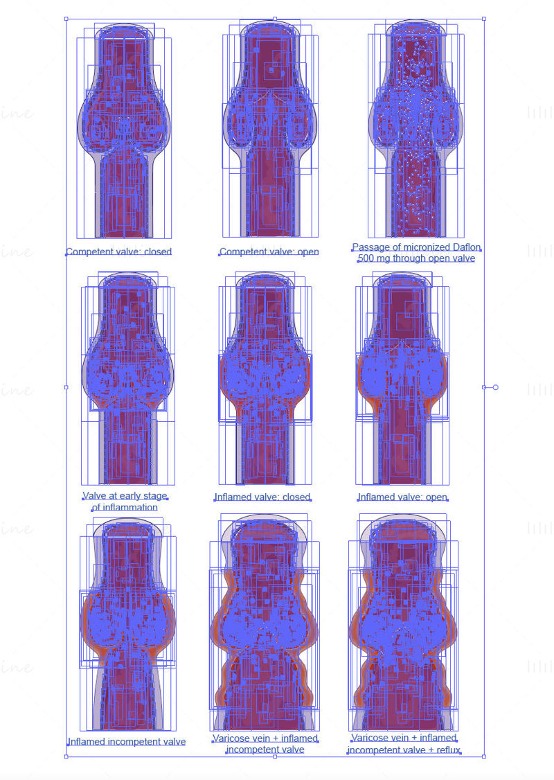 Venous valves vector