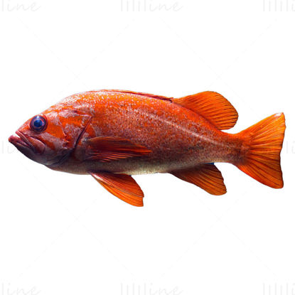 Vermilion rockfish png photo