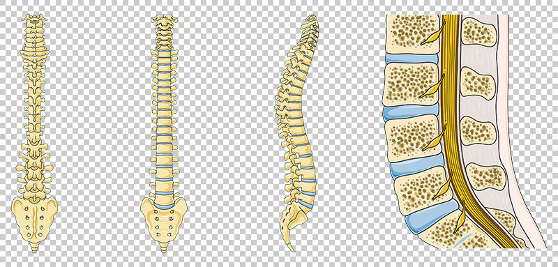Ilustração científica vetorial da coluna vertebral