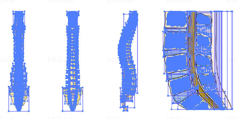 Векторска научна илустрација кичменог стуба