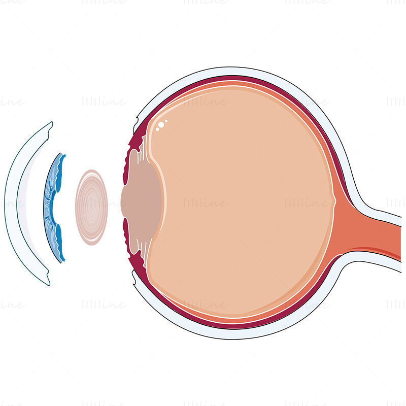 Vision vector illustration, Ophtalmology