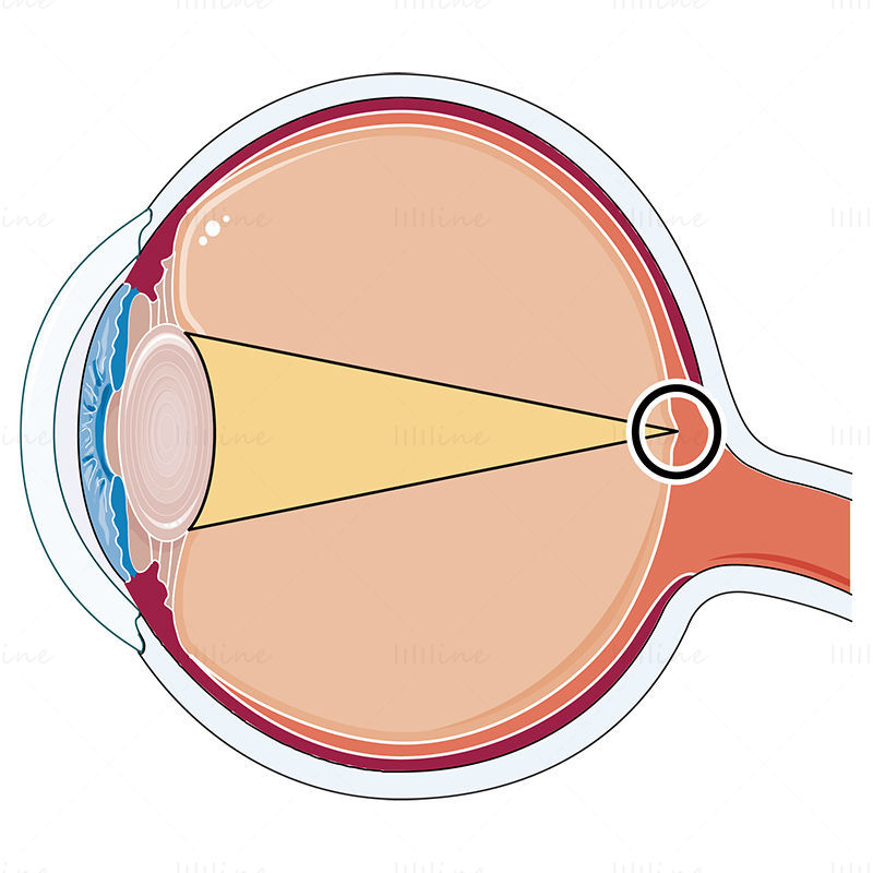 Ilustración de vector de visión, Oftalmología