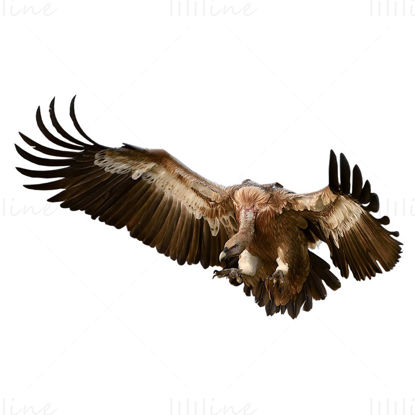Vulture png