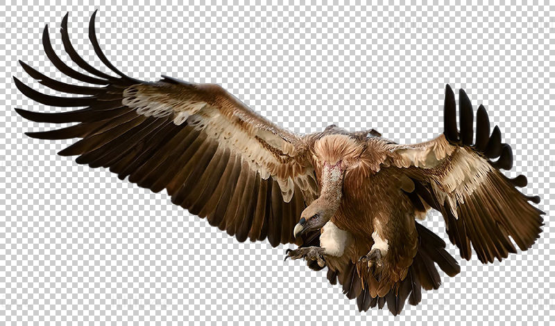 秃鹰秃鹫PNG
