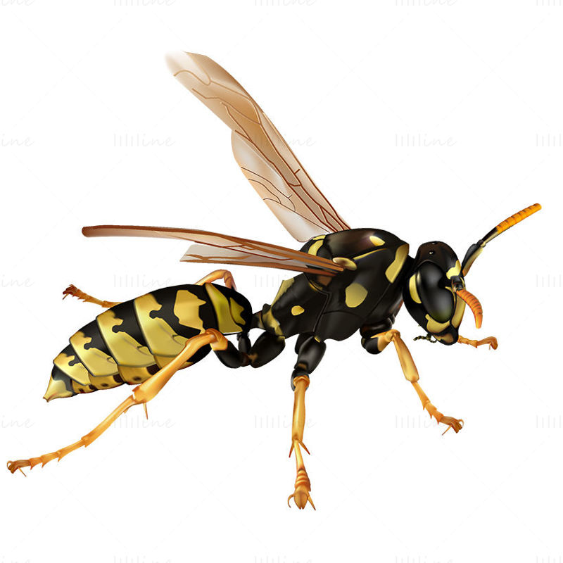 Wasp png