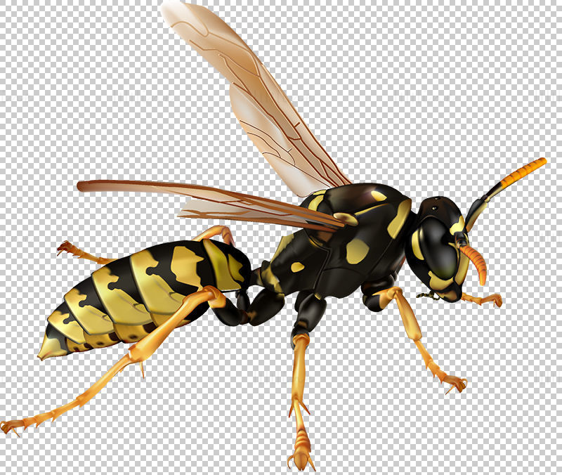 Wasp png
