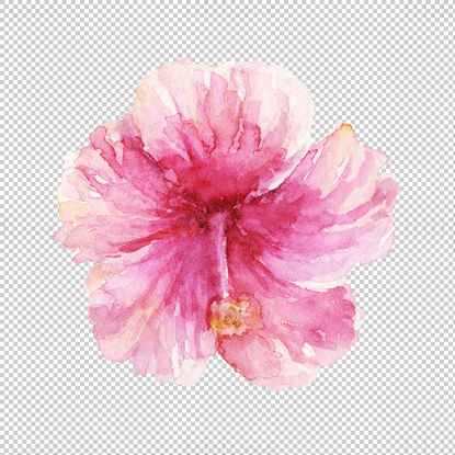 Watercolor Cherry blossoms png
