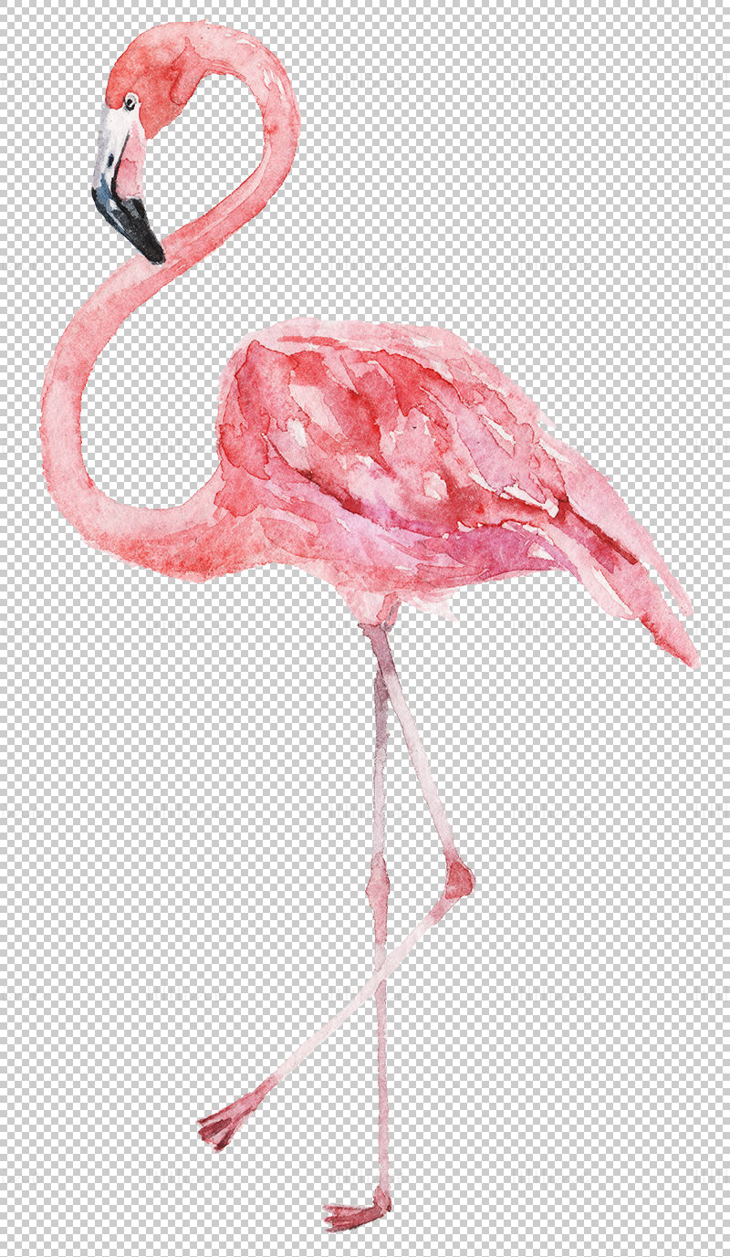 Watercolor flamingo png