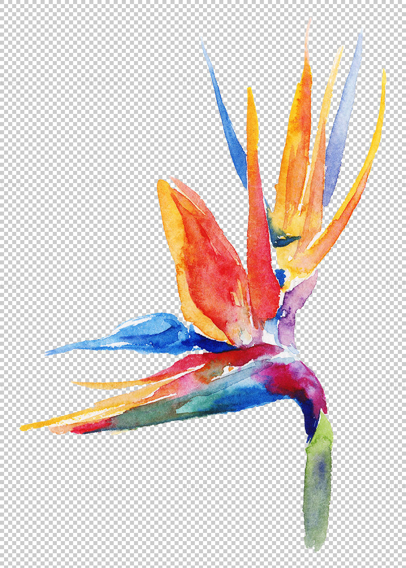 Watercolor Strelitzia png