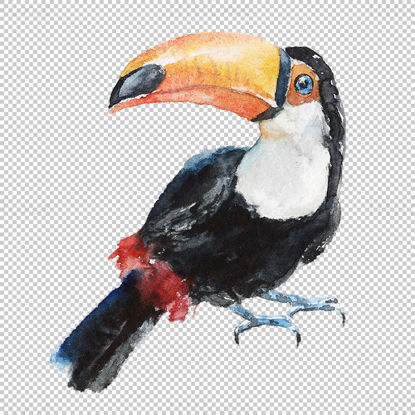 Watercolor toucan png