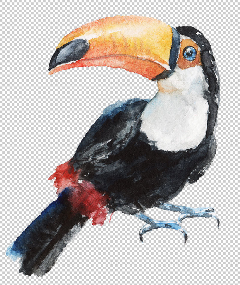 Watercolor toucan png