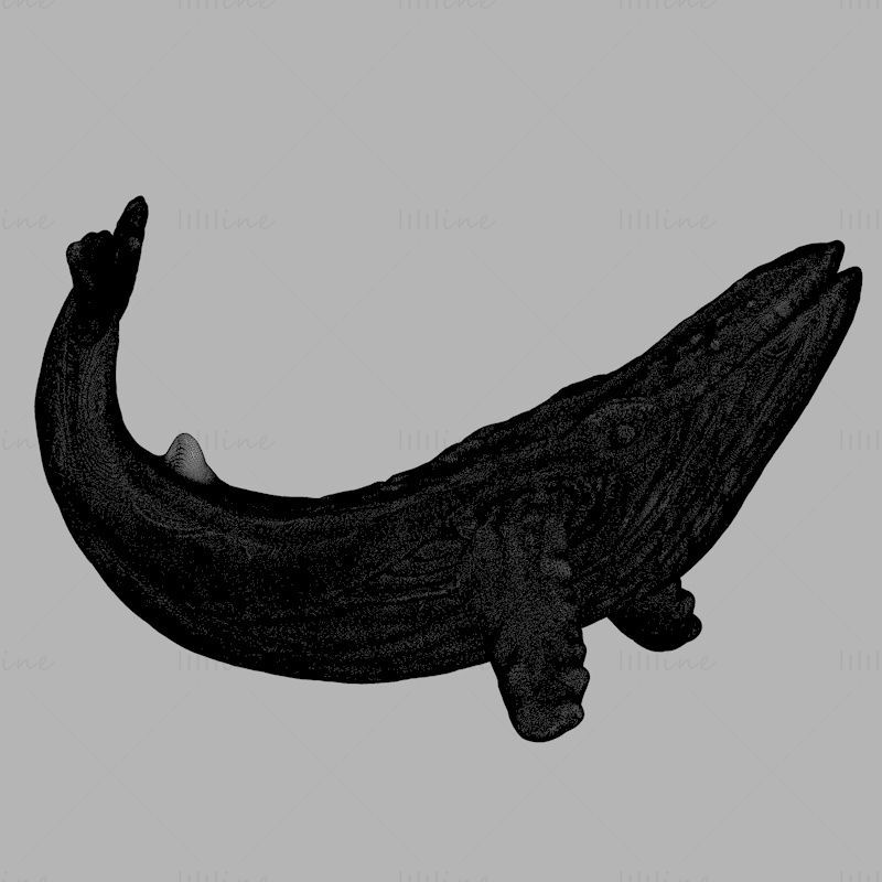 Baleine modèle d'impression 3d STL