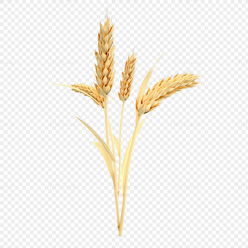 Buğday 3d modeli ve png