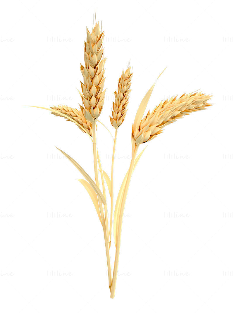 Wheat 3d model and png