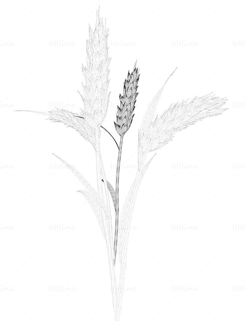Wheat 3d model and png