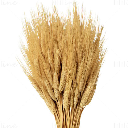 buğday kulak png