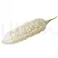 White Bitter Melon image