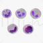 White Blood Cells 3D Model
