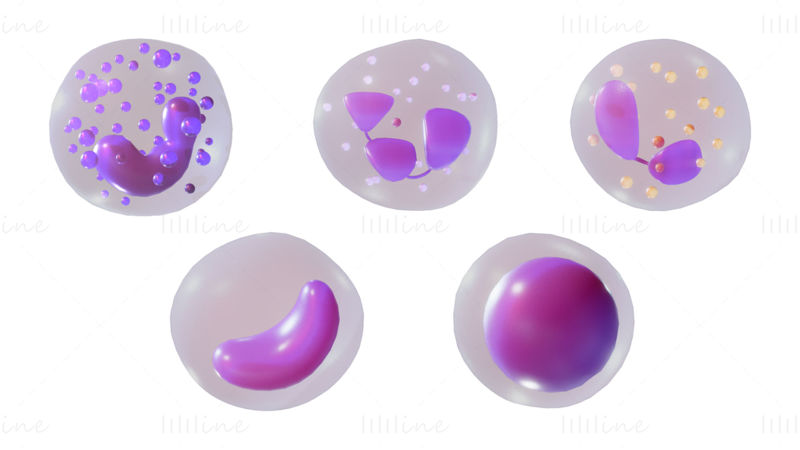 Witte bloedcellen 3D-model