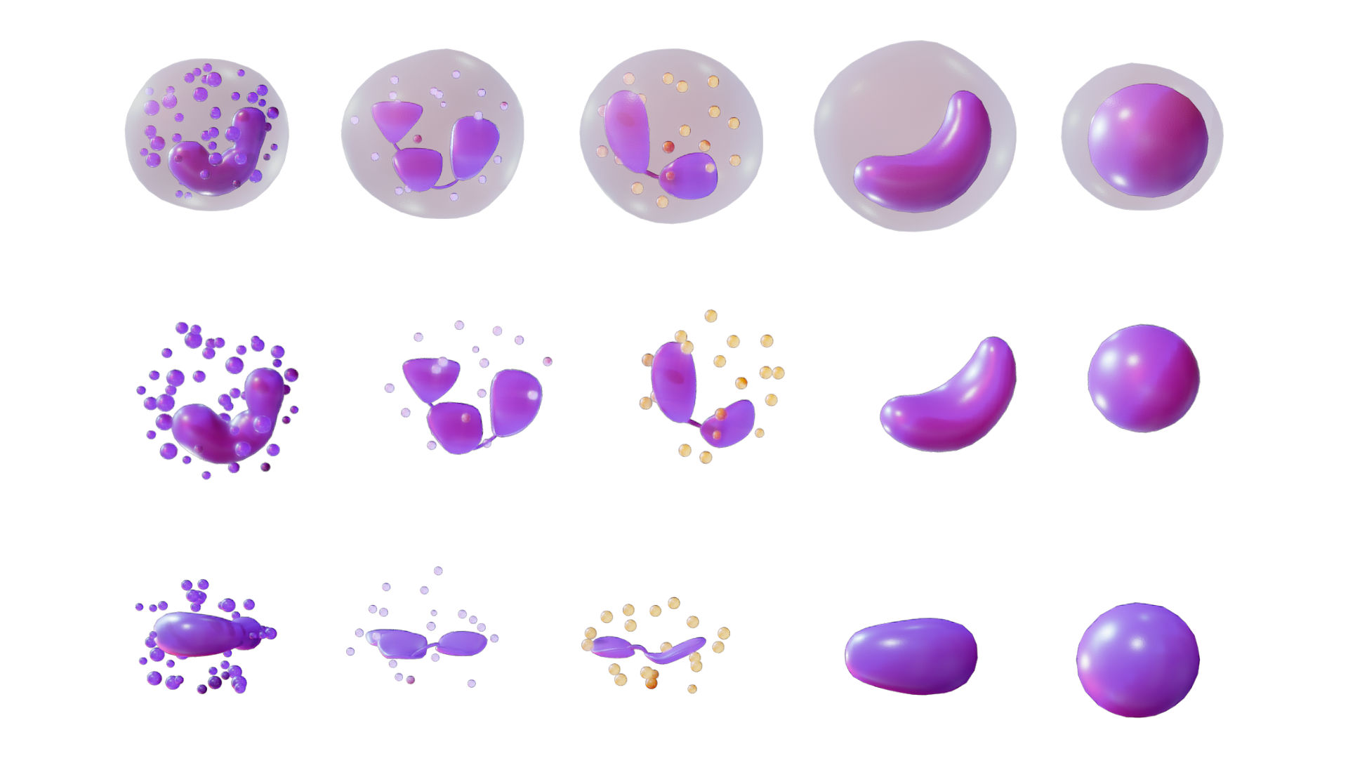 White blood cells 3d model