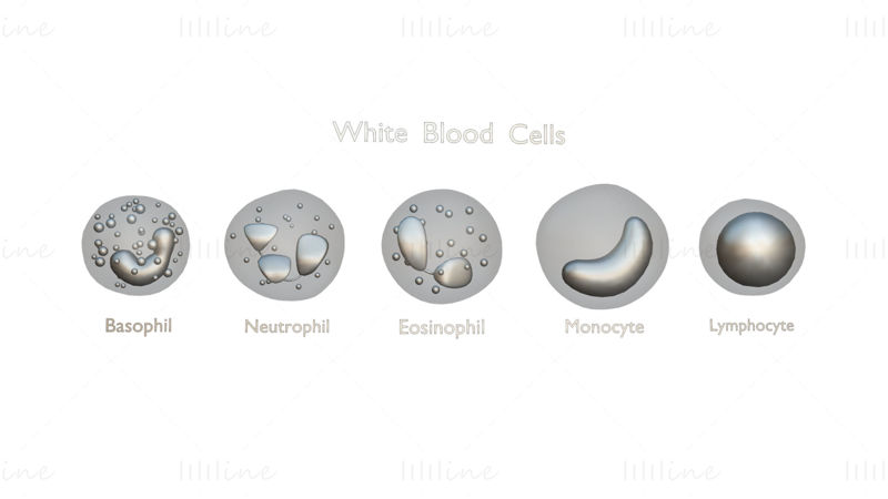 Witte bloedcellen 3D-model