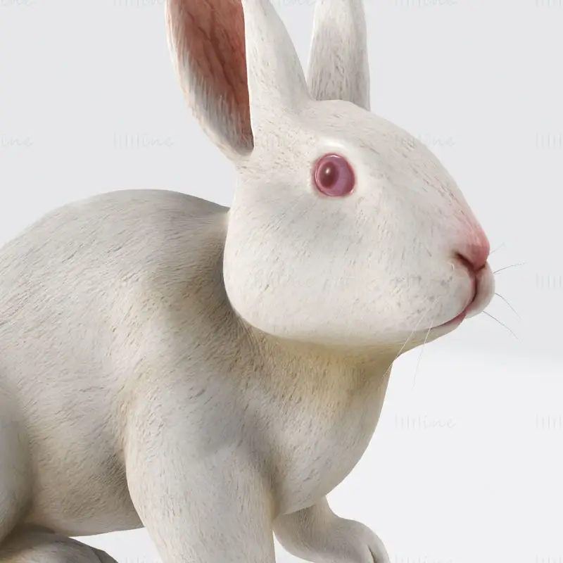 Modèle d'impression 3D du lapin blanc