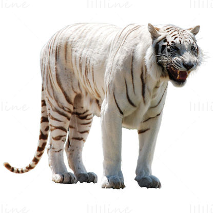Png-Foto des weißen Tigers