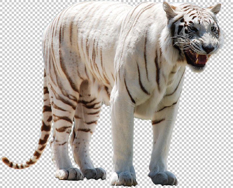 White Tiger png photo