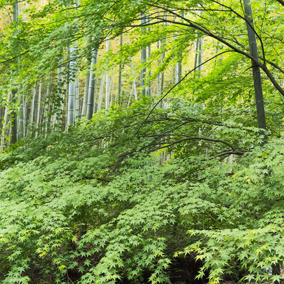 Wild green plant maple forest photo