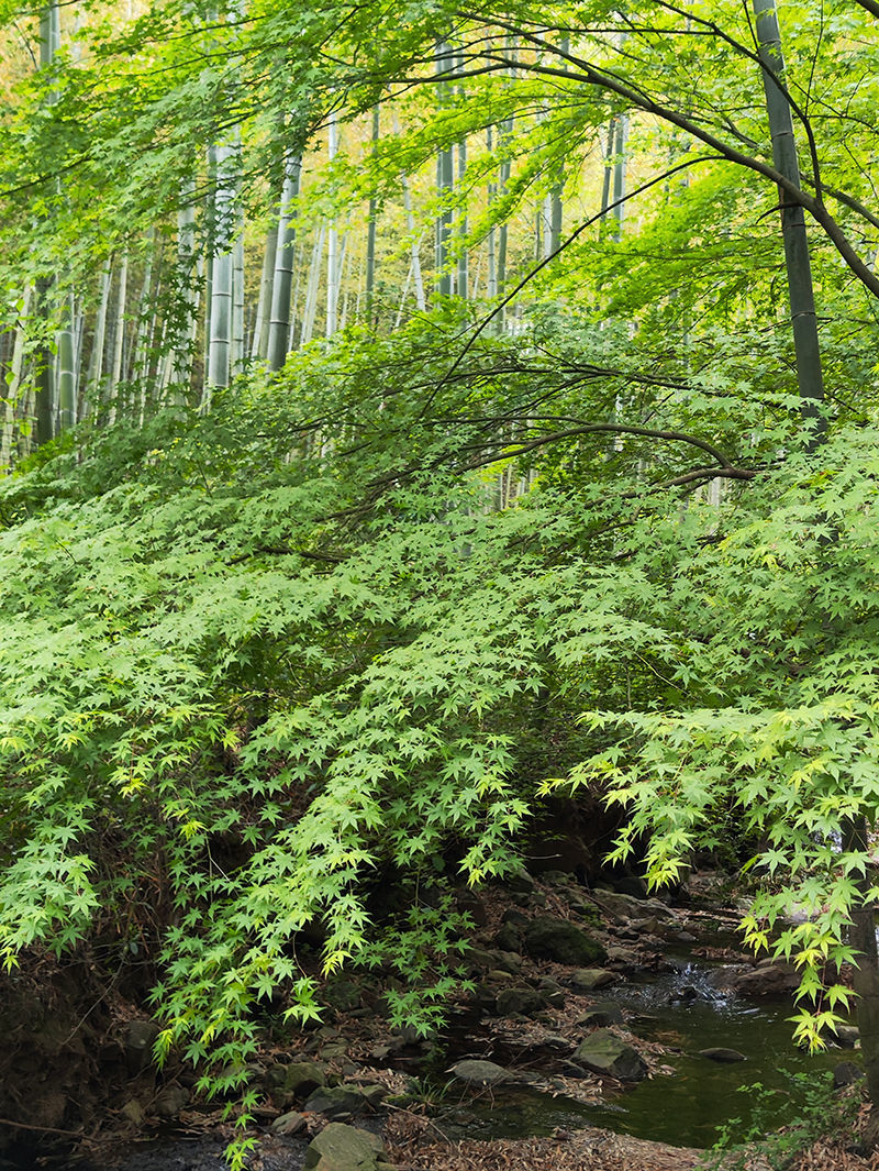 Foto della foresta dell'acero della pianta verde selvatica