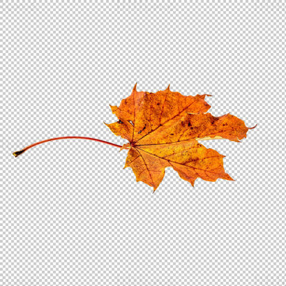Withered maple leaf png
