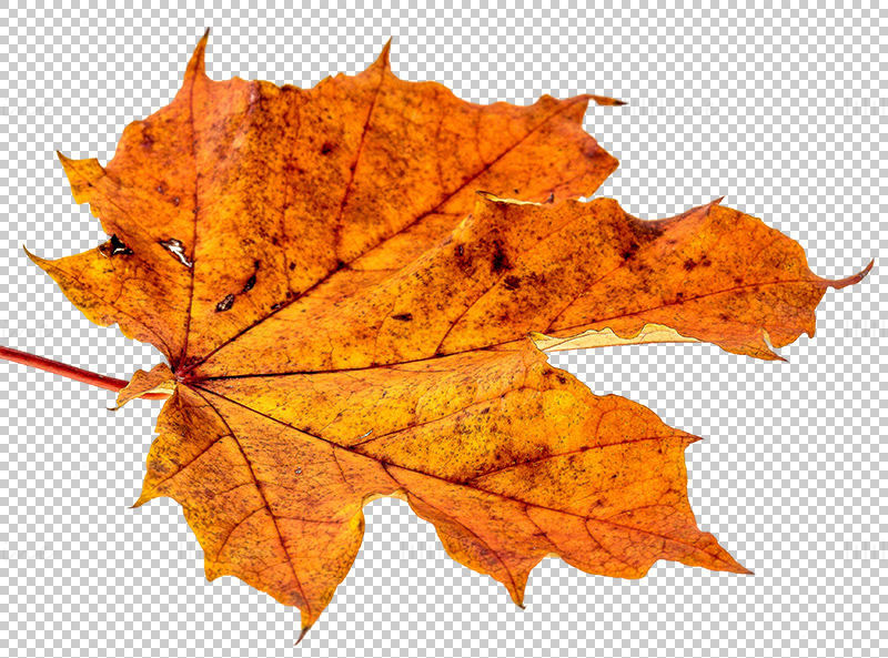 Withered maple leaf png