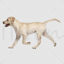 Yellow Labrador png