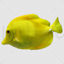 Yellow tang tropical fish png
