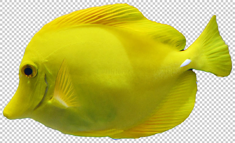 Pește tropical tang galben png
